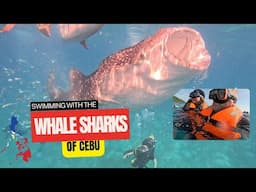 🇵🇭 Cebu Whale Sharks: The Ultimate Bucket List Experience!