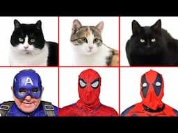 Superheroes vs Cats