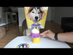 Husky Plays Pie in The Face Game! Messy Whipped Cream in the FACE Game!