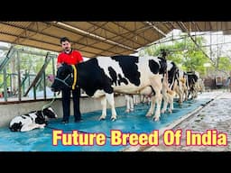 HF Cows: The Right Time to Buy | Select the Best from Gurwinder Dairy Farm