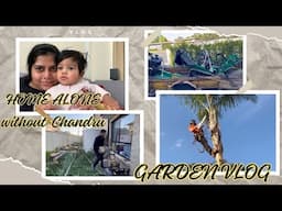 HOME ALONE WITHOUT CHANDRU | HOW TO CUT TREE IN AUSTRALIA | GARDEN VLOG | NADHIRA VLOG TAMIL