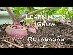 Learning to Grow || Rutabagas