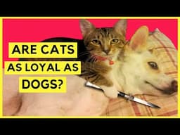 Cats Vs. Dogs - Who is more Loyal?