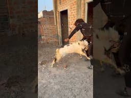 Badmash Bakra