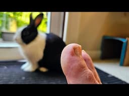 SCARING a RABBIT with a TOE