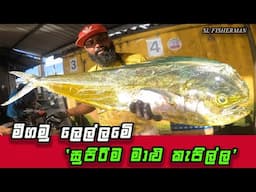 Expert! A Masterclass in Fish Cutting: Straight from Negombo Fish Market, Sri Lanka