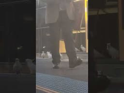 Cockatoos Take Over Train in Sydney, NSW