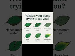 What is Your Plant Trying to Tell You?    #gardeningideas #gardeningtips #gardeninghacks #plants