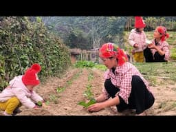 Mother and Bông growing more cabbage is making the mother and daughter farm more stable.