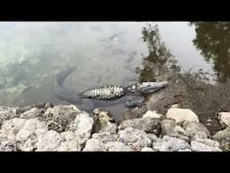 The Alligators of South Florida