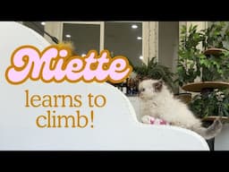 Miette Learns to Climb! (Kitten with Mobility Challenges)