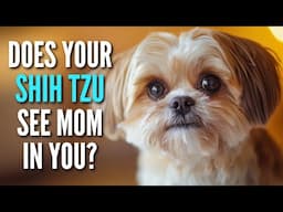 15 Signs Your Shih Tzu Is Treating You Like Their Actual Mom!