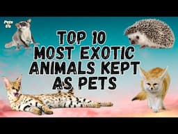 🔝 Top 10 Most Exotic Animals Kept as Pets | Exotic Pets 2023 | Pets and Us