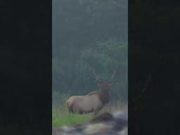 Got Him! #elk #big #archery #bowhunting #appalachia #easternkentucky #cool #conservation #fun