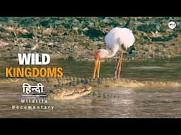 Lords of the River, Wild Kingdoms - हिन्दी डॉक्यूमेंट्री | Wildlife documentary in Hindi