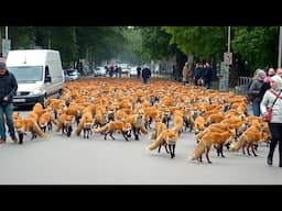 Russia's Experiment Turned Wild Foxes Into Pet Dogs in 60 Years