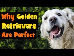 7 Reasons Why Golden Retrievers Are The Perfect Dog Breed