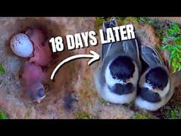 Incredible Transformation of Baby Chickadees From Hatch to Fledging