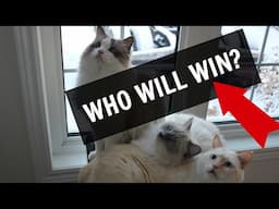 The Takeover | Ragdoll Cats