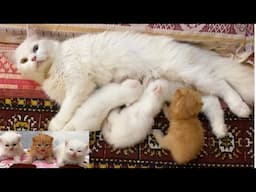 Mother Cat With Her 3 Cute Kittens || Cutest Moments of mother cat and adorable Kittens