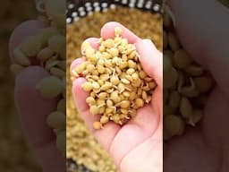 How to sprout lentils