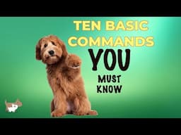 10 most basic commands every dog owner should know - dog training tips for beginners