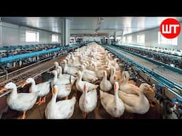 How Millions Of Goose Rise & Process | Modern Farming Technology