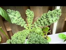 Wally Hydroponic System Kit - Customer Review from Art