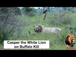 The Lion Chaser - Lets Follow Casper The White Lion And His Brother To A Buffalo Kill