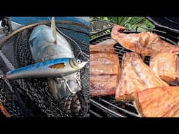 Follow The Birds For Kingfish - Catch & Cook