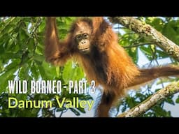 Wild Borneo | Danum Valley | Birds and Wildlife of Borneo Rainforest Lodge | Malaysia 2024