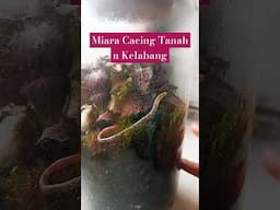 MIARA KUCING ❌ MIARA CACING ✅🤣  #earthworms #cacingtanah #lombrico #terrarium #lifeinitaly