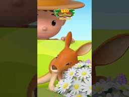 Little Joey on the Loose! 🦘 | Leo the Wildlife Ranger | Kids Cartoon | #shorts #animals