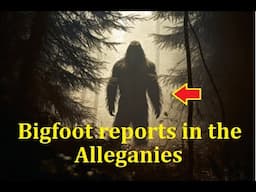 Several Bigfoot Reports in the Allegany National Forest