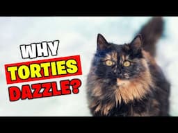 What Makes TORTOISESHELL Cats So Unique?