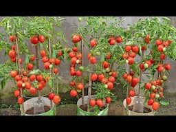 How I grew a garden of superfruit tomatoes in plastic bottles