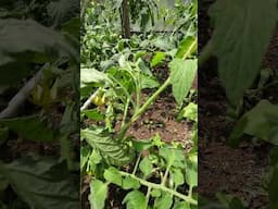 Don't Make this Tomato Pruning Mistake! #short #tomatoes #homesteading #gardening