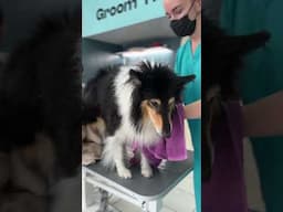 HUUUUUGE UNDERCOAT REMOVAL Rough Collie Grooming and Deshedding