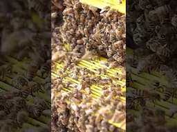 the process of making honey using honeybees-bee farm #shorts