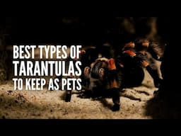 Types of Tarantulas: The 20 Best Tarantulas to Keep as Pets