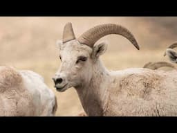 Bighorn sheep scramble steep mountain 😲