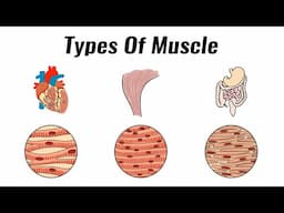 Types of muscle - GCSE PE Revision