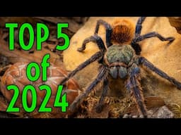 YOU DID THIS! Top 5 Tarantula Collective videos of 2024!