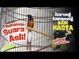 Mirip SINGO EDAN❗Burung Kampung MURAI RAJA TEMBAK Naik Kasta Pulang Bawa MOTOR