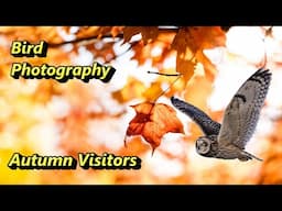 Bird Photography & Autumn Migrant Visitors