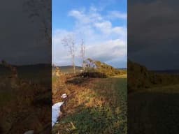 Beautiful tree knocked down #strongwind #storm #smallfarm