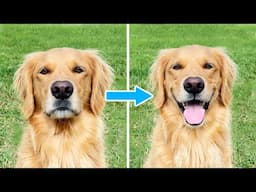 The Secret Behind Why Golden Retrievers 'Smile' So Much!