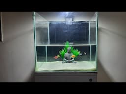 Glowing Tetra fish Aquarium Setup | Buddha statue aquarium | True Pets Aqua |