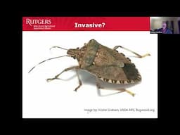 Invasive Insects Update: Spotted Lanternfly, Emerald Ash Borer and Hornets