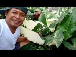 Variegated Albo Alocasia 5 CARE TIPS / Lush Healthy Alocasia @JoePlantitoVlogs